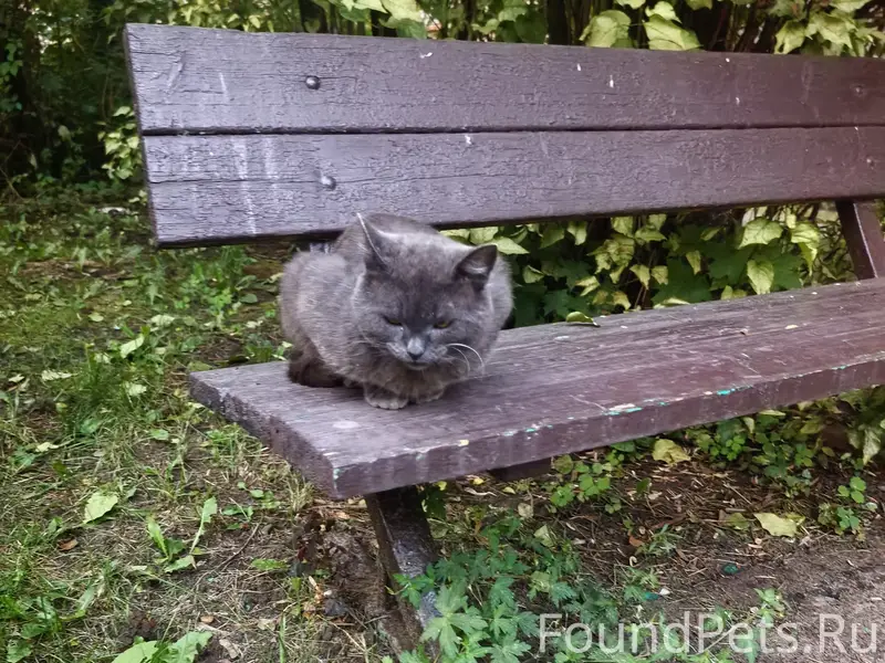 Найден кот