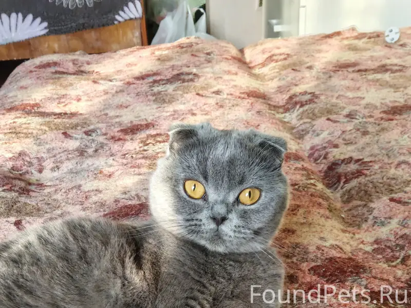 Пропала кошка, район 8 школы