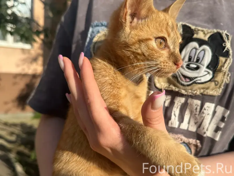 Найден рыжий котёнок, Кинель-Самара