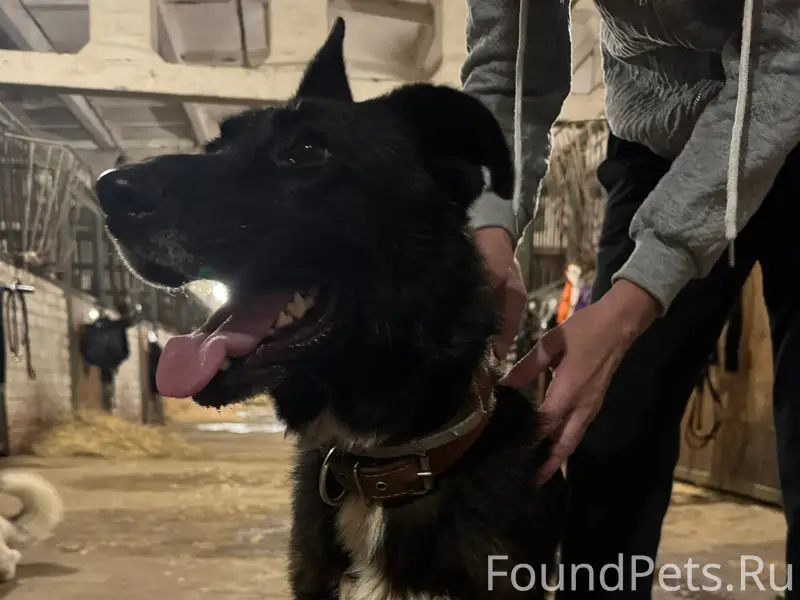 Найденна собака, Анненки, Калуга