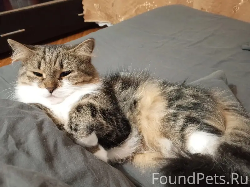 Пропала кошка Молли
