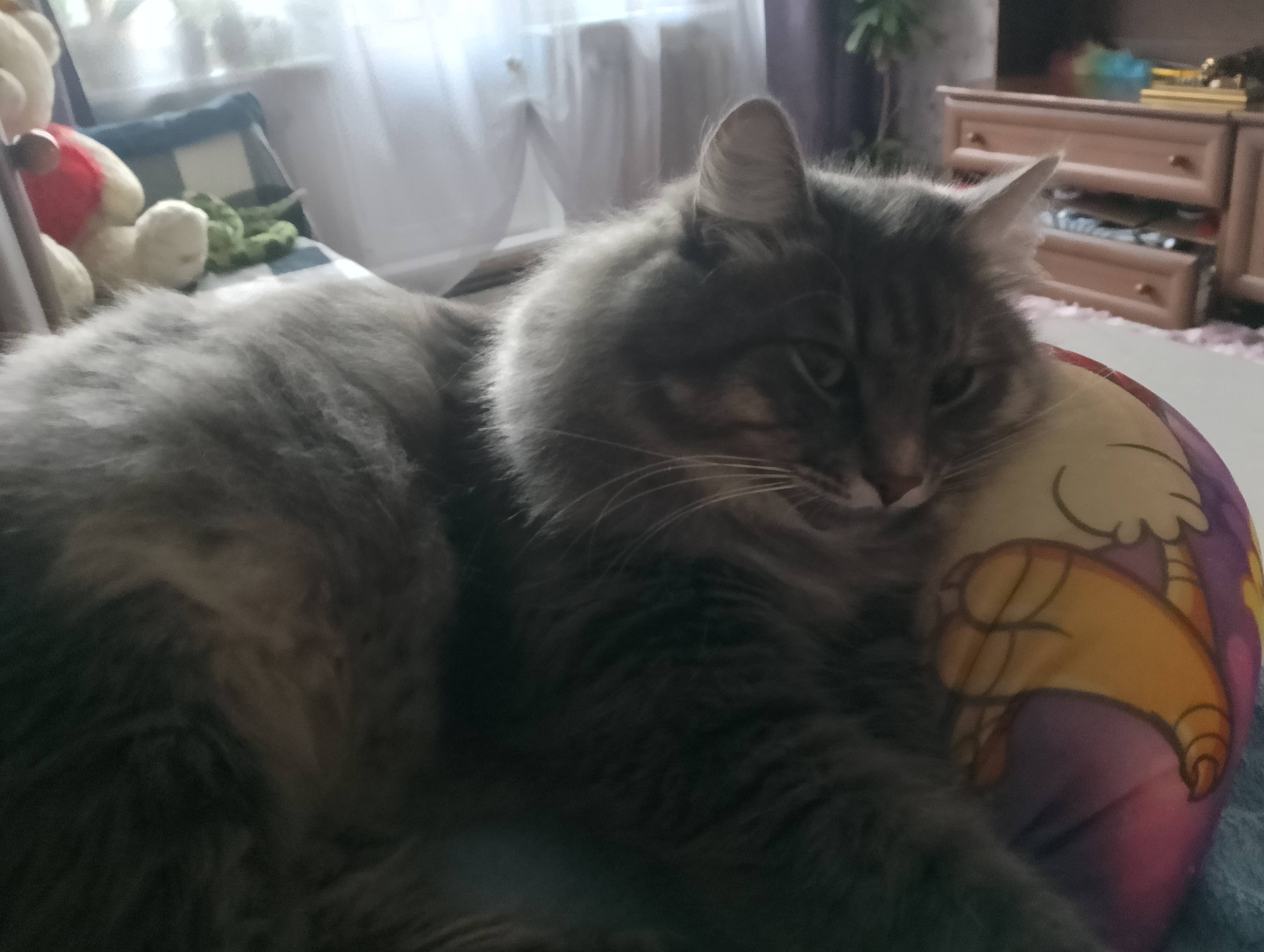 Потерялся кот