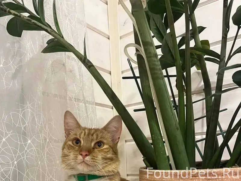 Пропал рыжий кот Симба, Пролетарский район