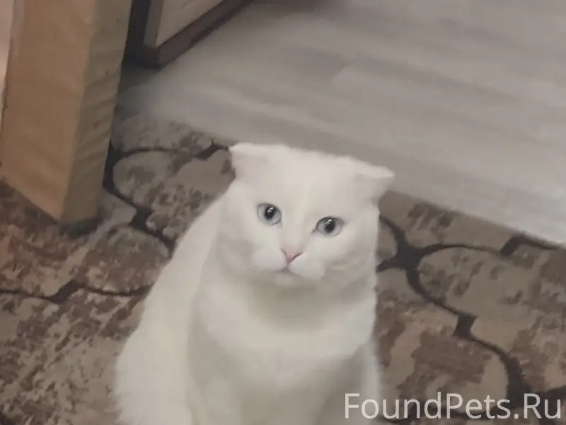 Пропала кошка, переулок Грачей