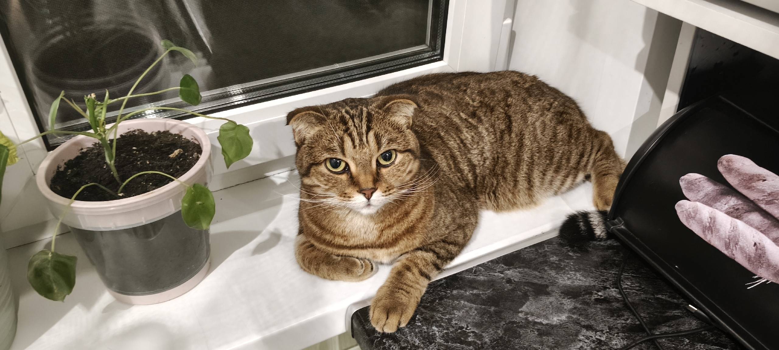 Найдена кошка, 7 микрорайон