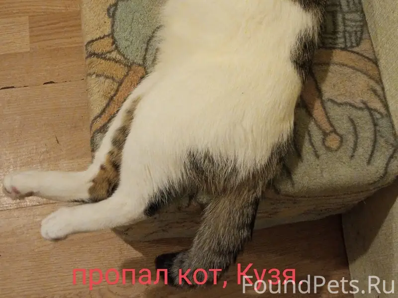 Пропал кот Кузя, Советский проспект