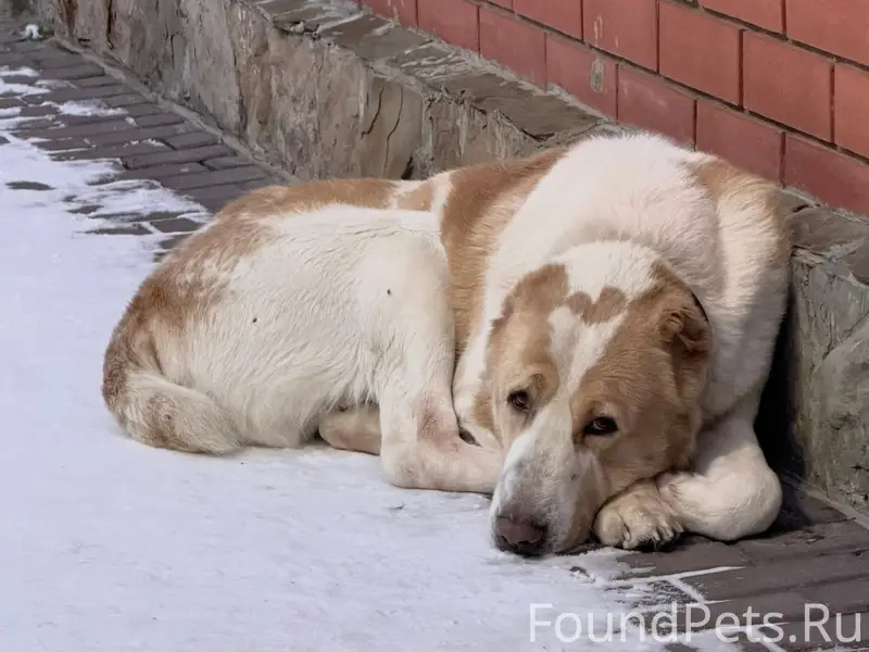Пропала собака, г. Подольск, деревня Макарово