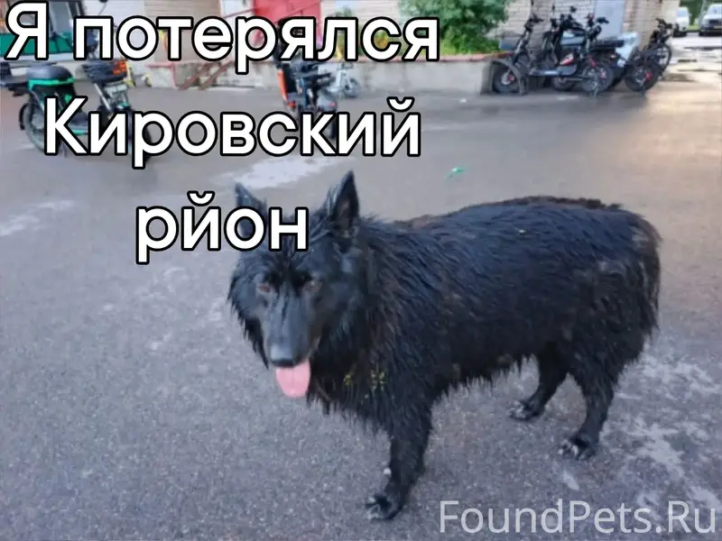 Найден пёс, СПб