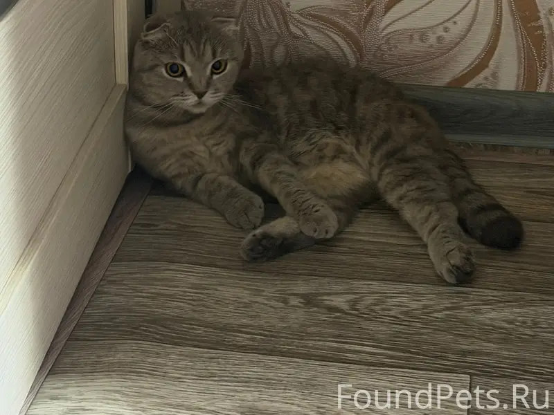 Найдена кошка, ул. Труда 3