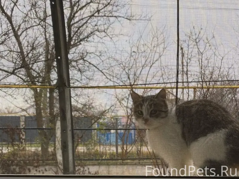 Пропала кошка, СНТ Энергетик