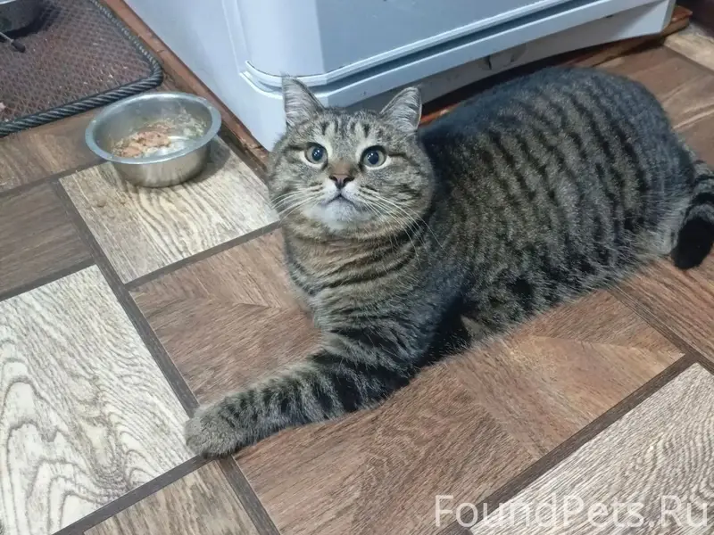 Пропала кошка, район Герцена