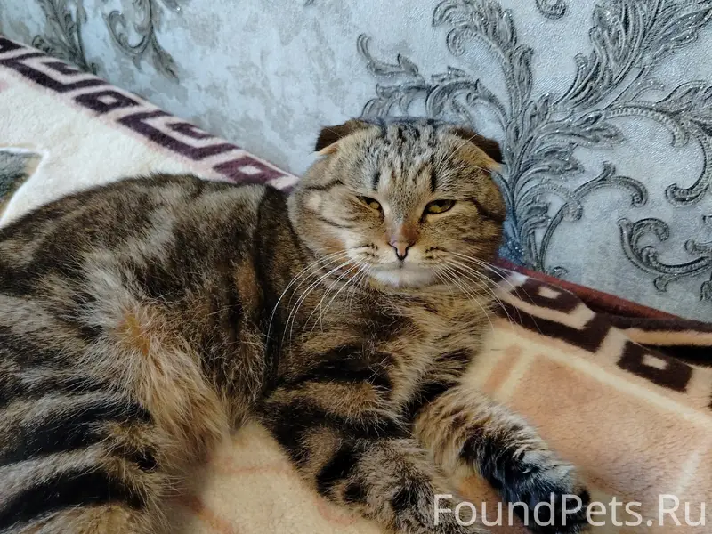 Пропал шотландский вислоухий кот, Тимохино