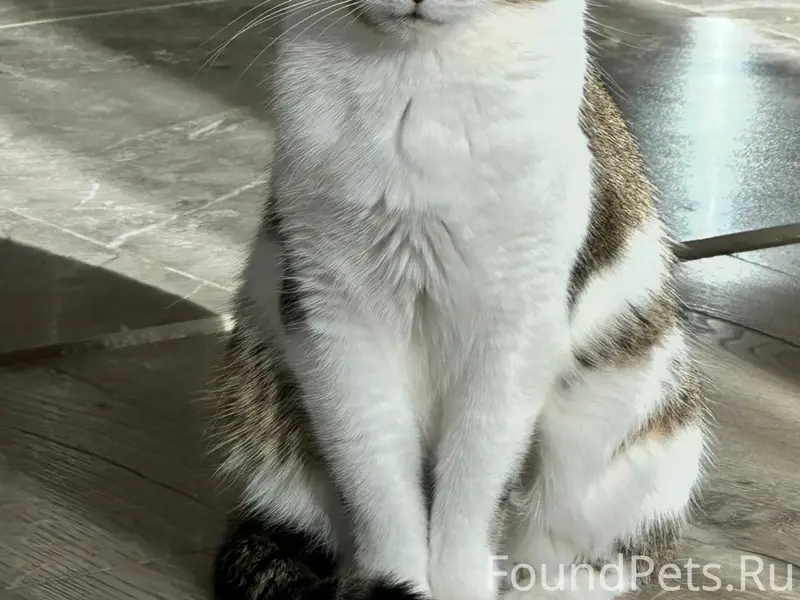 Пропала кошка, район Спутник