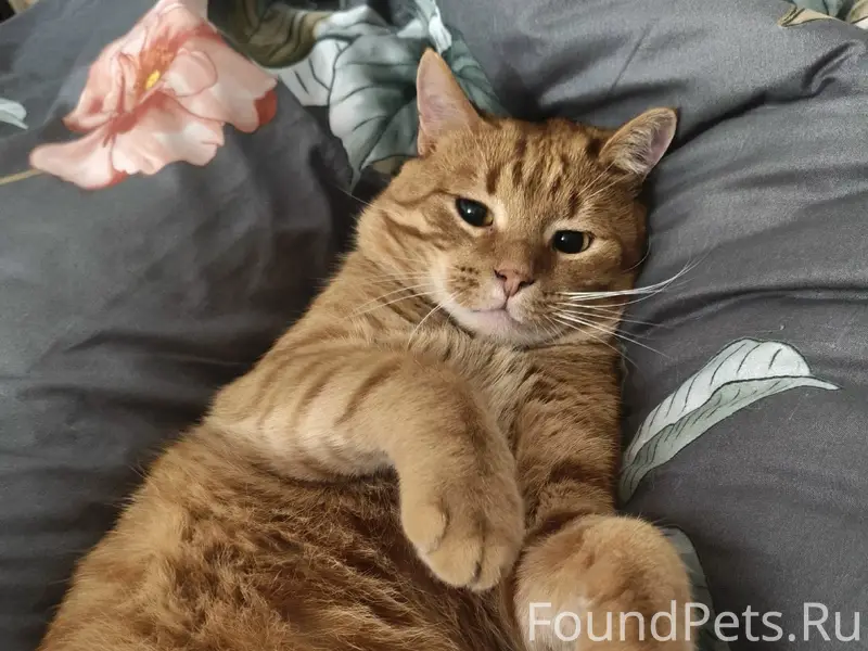 Найден кот