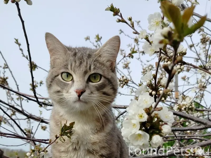 Пропал кот, Поля Чудес