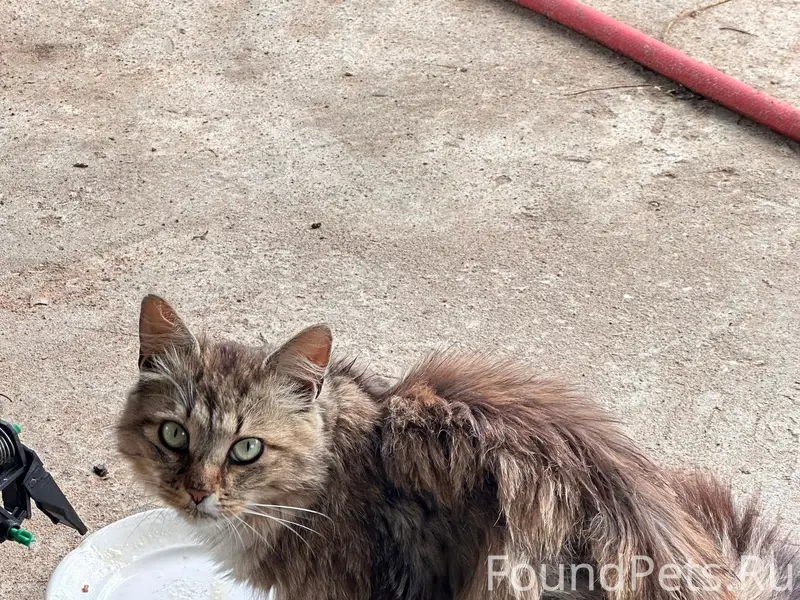 Найден кот, Затверечье