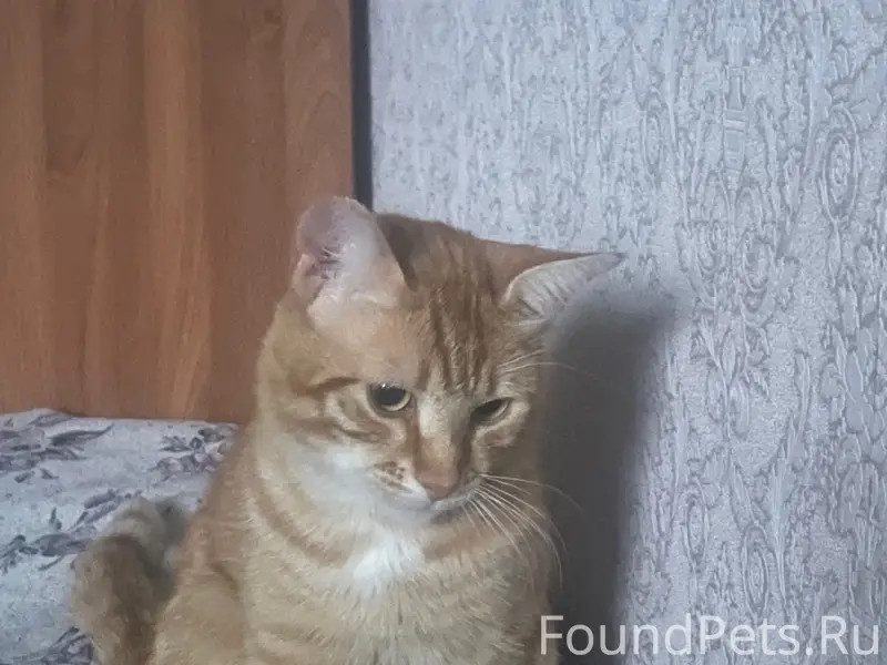 Пропал кот, район р. Миги