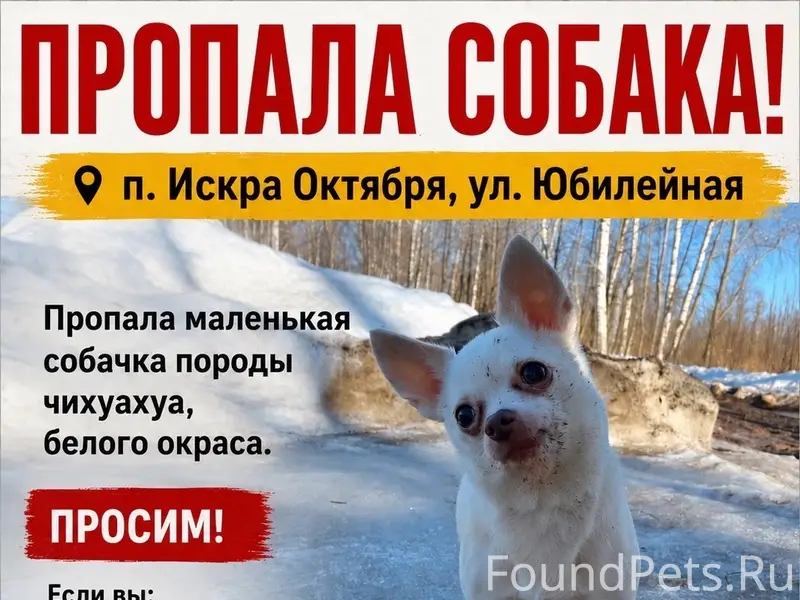 Пропала собака, посёлок Искра Октября