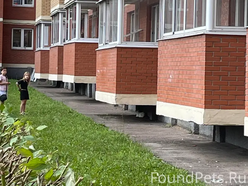 Пропал белый кот, Витязя дом 13