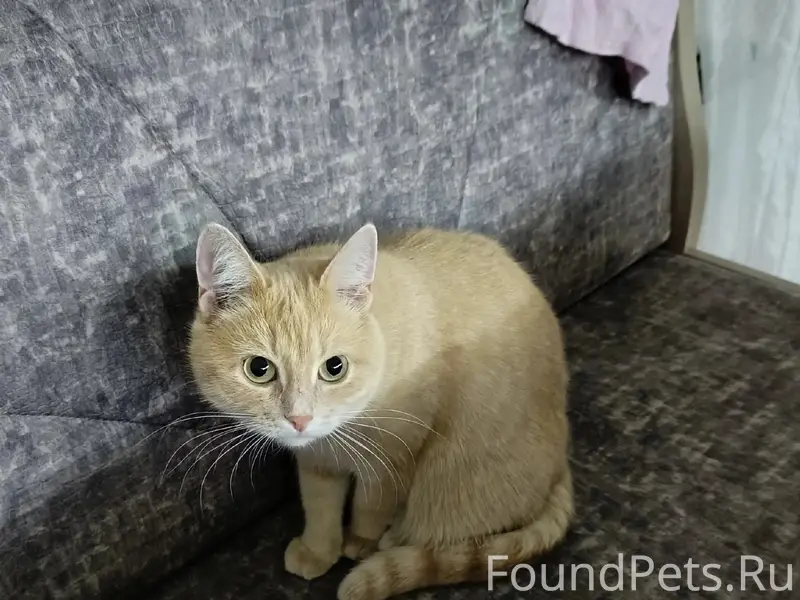 Пропала домашняя кошка Алиса, улица Петрищева