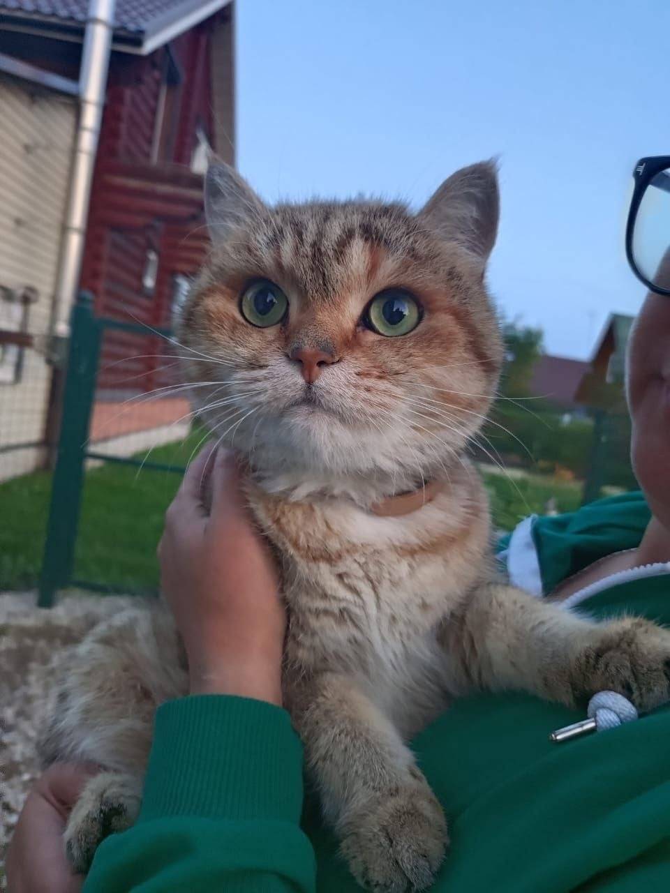 Найден шотландский кот, Краснопахорский район