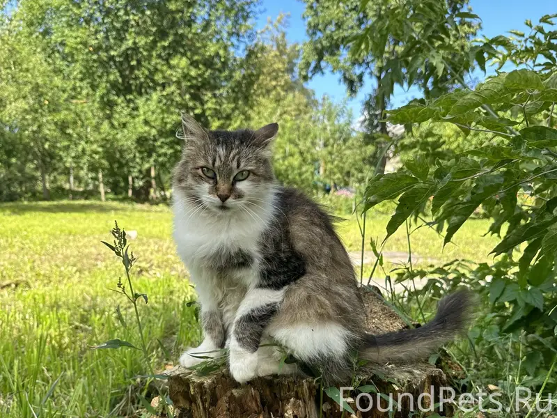 Пропала кошка Котена, Леона Поземского