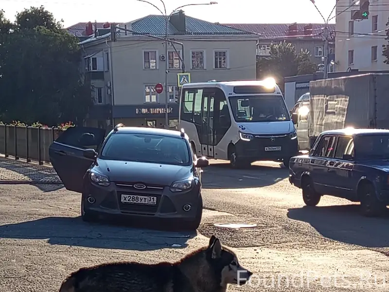 Пропал пёс, Старый Оскол