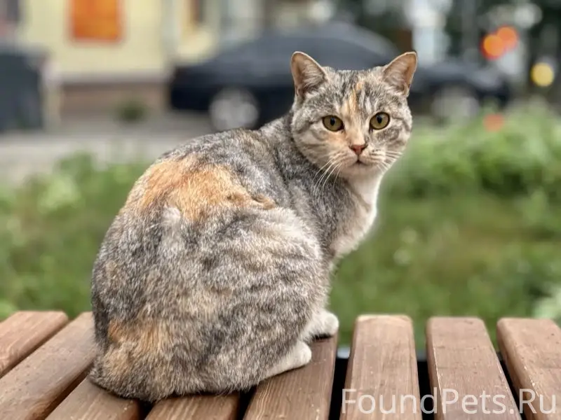 Пропал породистый кот, Центральный район Сызрани