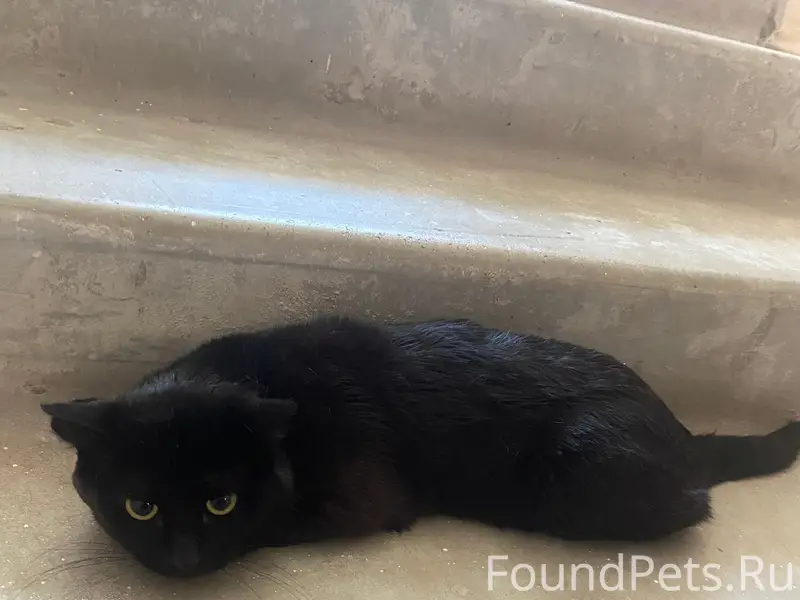 Найден молодой кот/кошка, Коломна