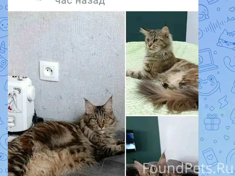 Пропала кошка,