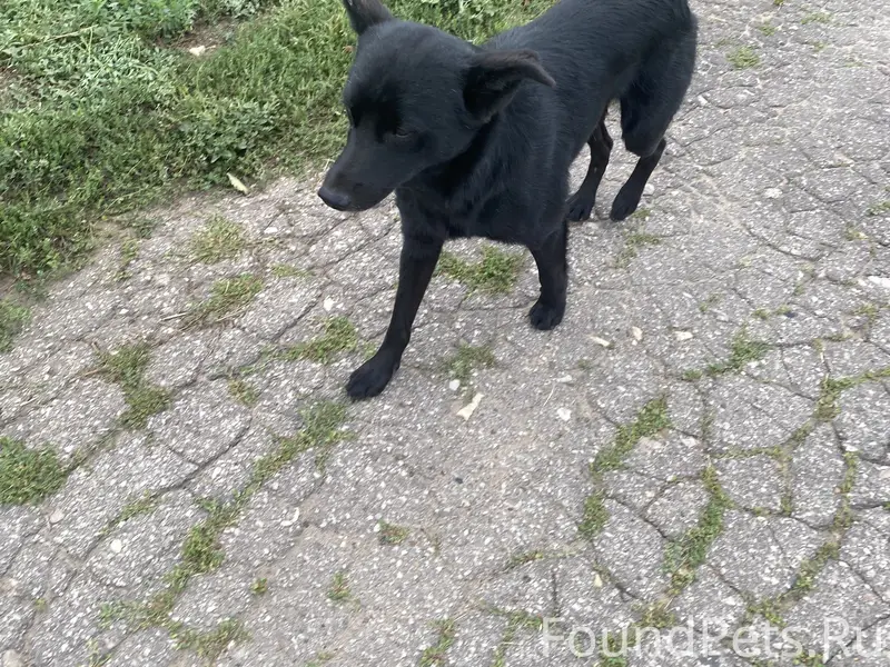 Маленькая собака с коротким хвостом