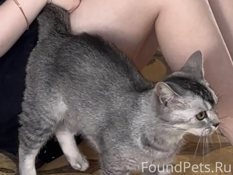 Пропала кошка Кеся, район Уреньга