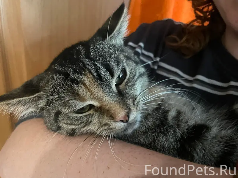 Пропала кошка, район Бывалово