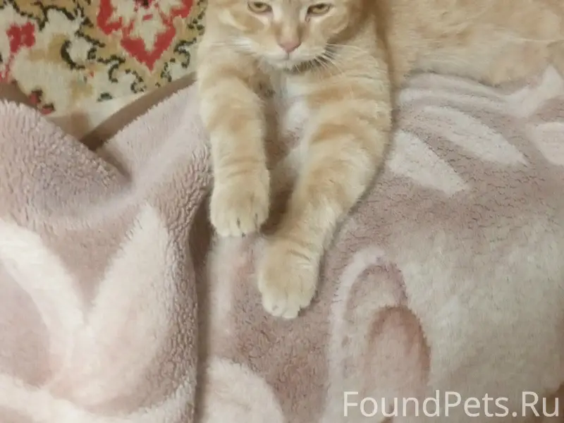 Найден рыжий кот, Ленина 90