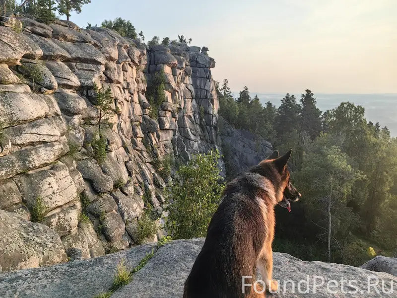 Пропал пёс Арчи, немецкая овчарка, Косулино