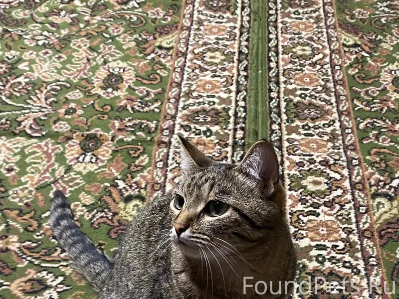 Пропала кошка Эля, кс 13