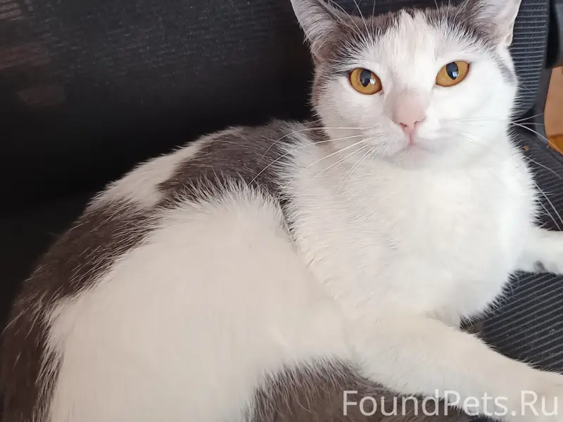 Пропала кошка! Екатеринбург, Эльмаш (Шефская, 64).