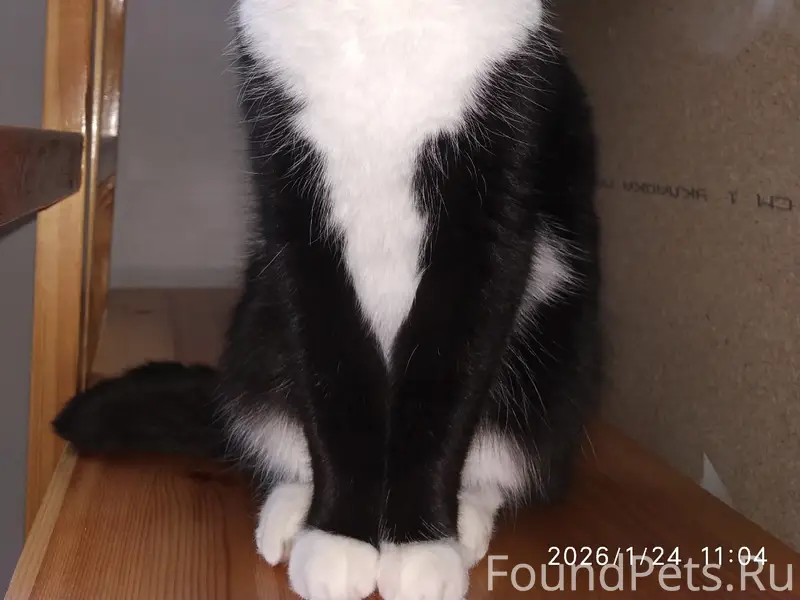 Пропала кошка, п. Верхний Ярашью