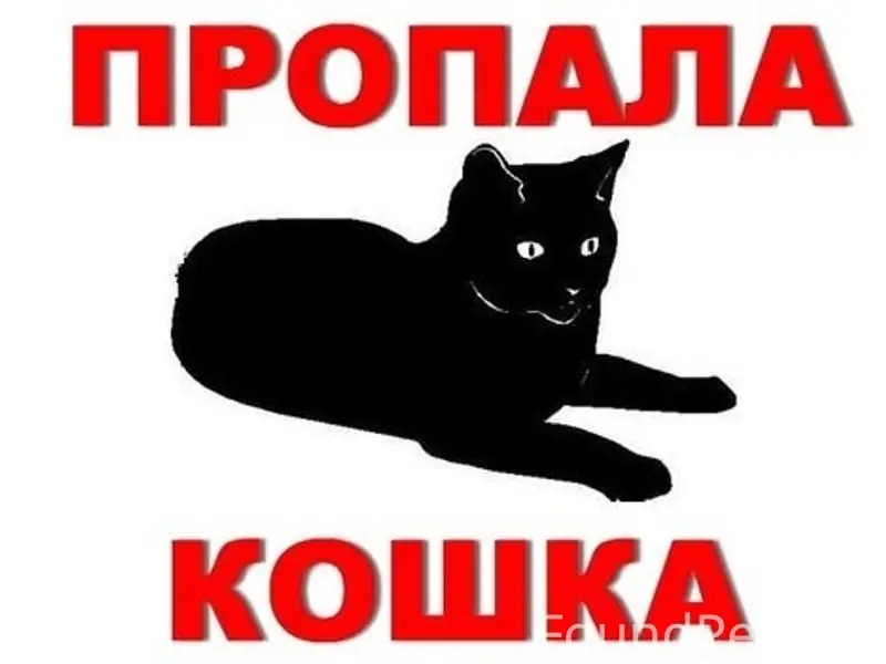 Пропала кошка, чёрный окрас, пр. Победы, 175