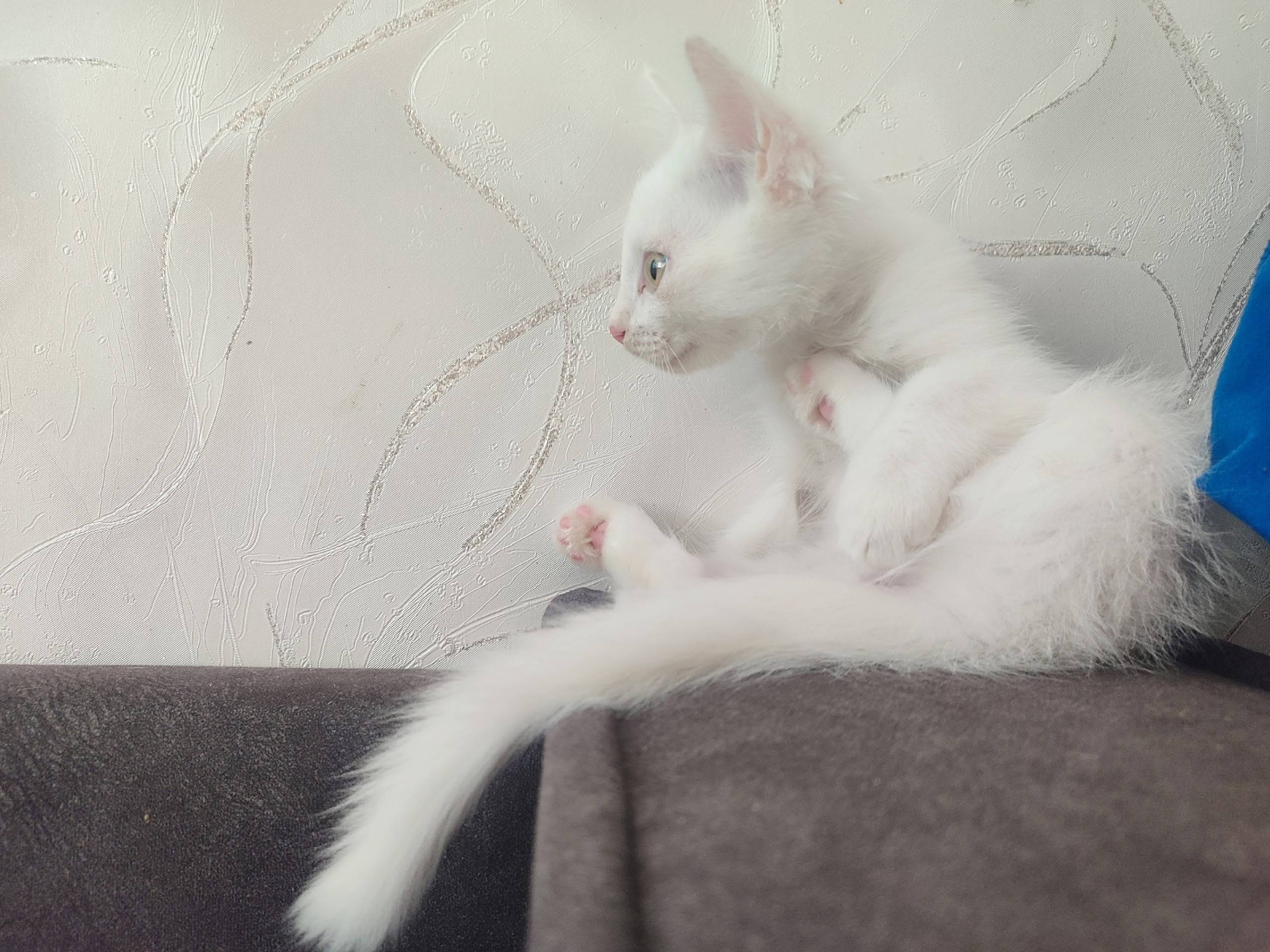 Найден котёнок