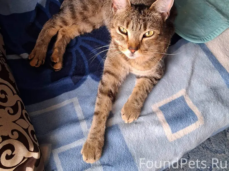 Найден кот Барсик, Южный
