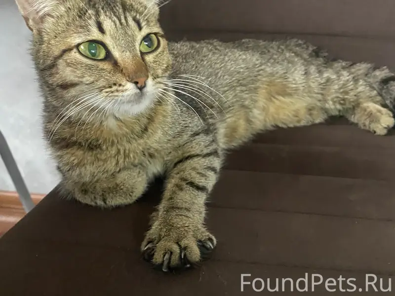 Найдена кошка, Заостровка