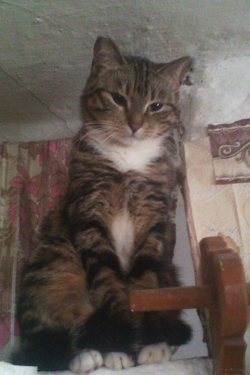 Пропала кошка Муся, ул. Кирова