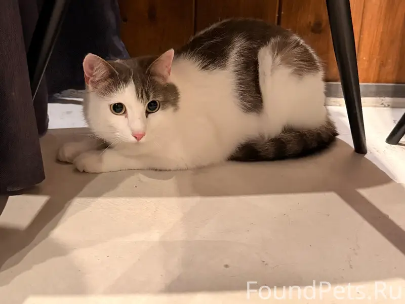 Найдена кошка, Ягры