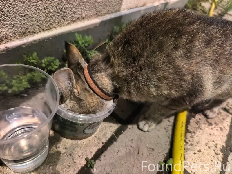 Найдена кошка, район парка Гагарина