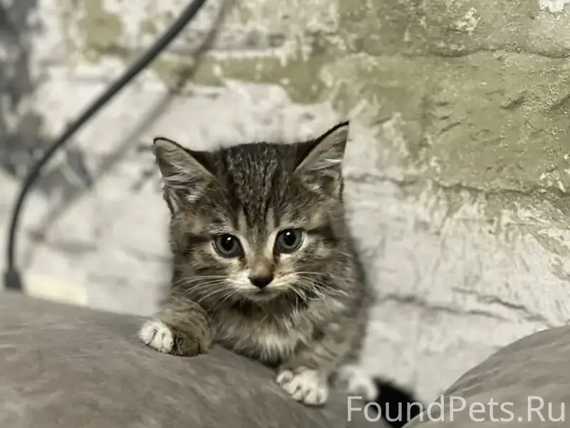 Найден котёнок-девочка, s_trigoroda