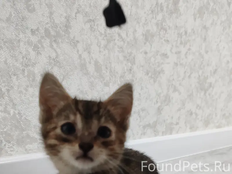 Найдена кошка, 2 месяца, ласковая