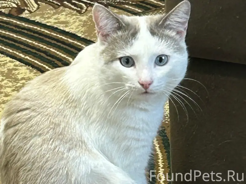 Пропал кот, улица Майская