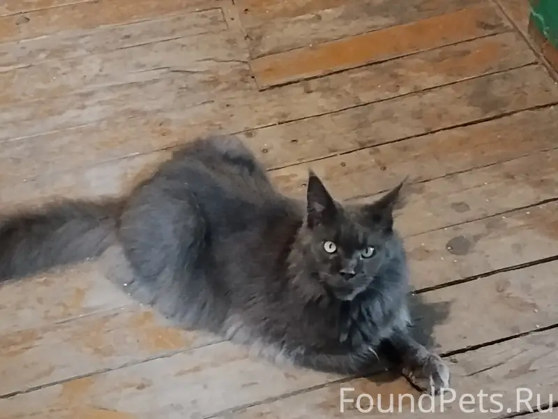 Пропала кошка Мейн Кун, 2-й квартал