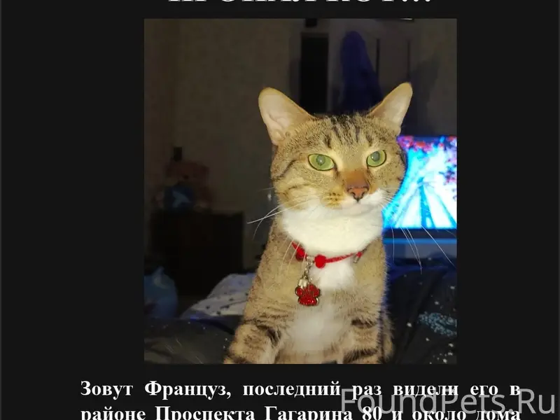 Пропал кот, Приокский район